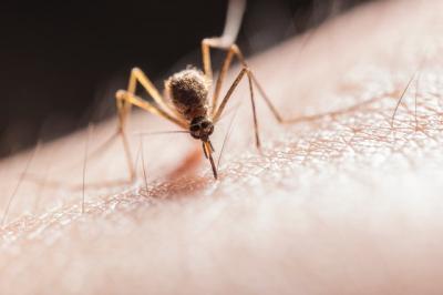 комар кацнал на човешка ръка