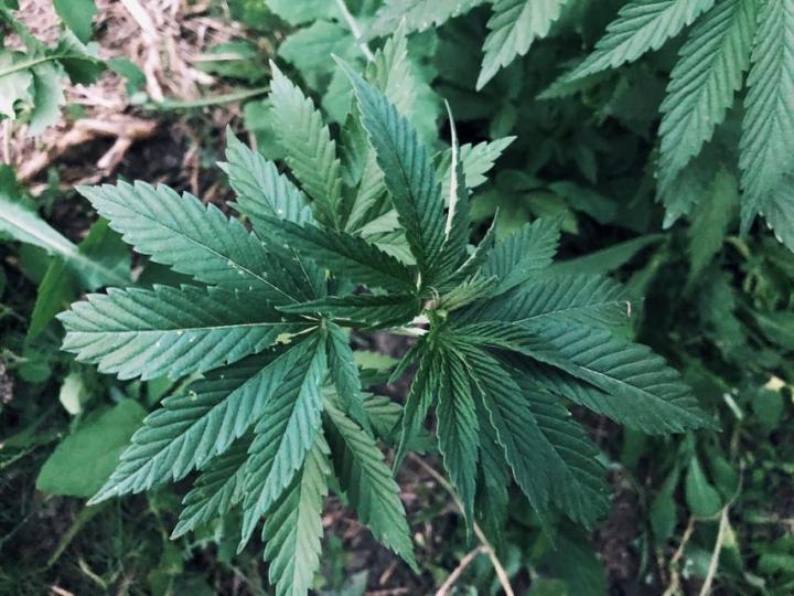 марихуана интересни факти за растението и семената